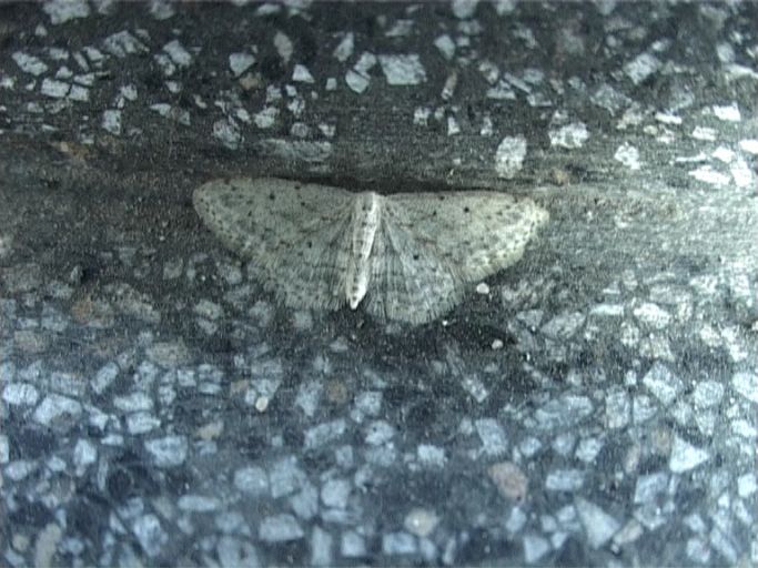 Randfleck-Kleinspanner ( Scopula marginepunctata ) : Moers, auf unserer Terrasse, 09.09.2006